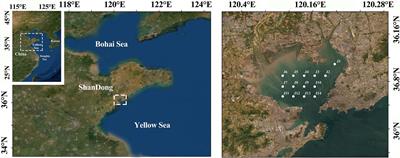 Assessment of Benthic Ecological Quality Status Using Multi-Biotic Indices Based on Macrofaunal Assemblages in a Semi-Enclosed Bay